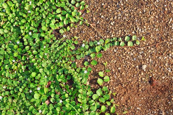 Harnessing the Power of Green Fertilizers in Your Garden