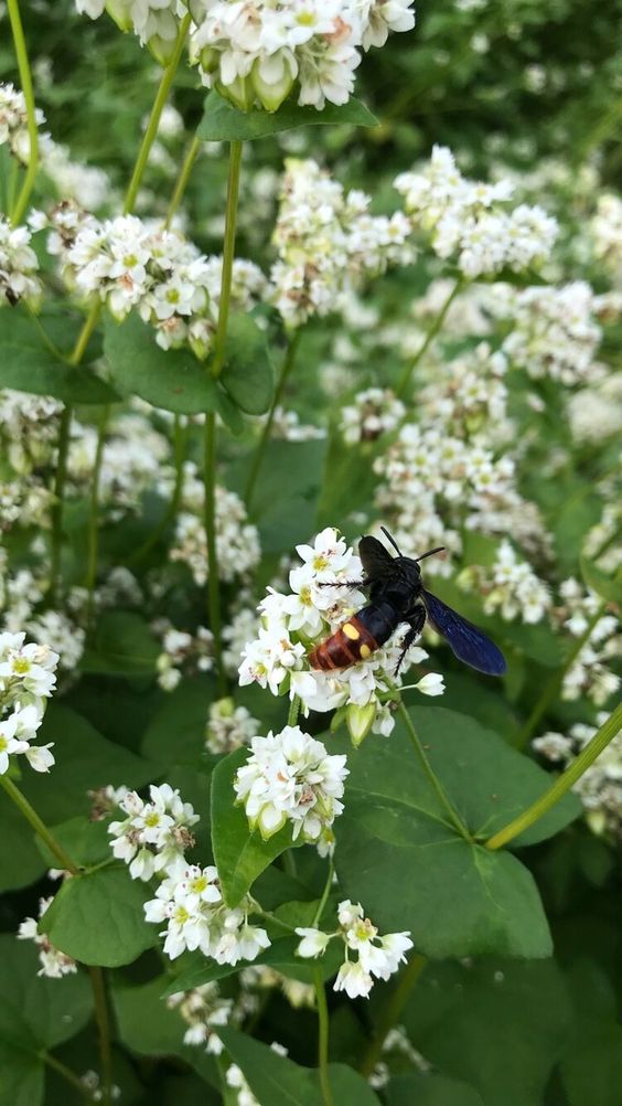 cover crops in the garden