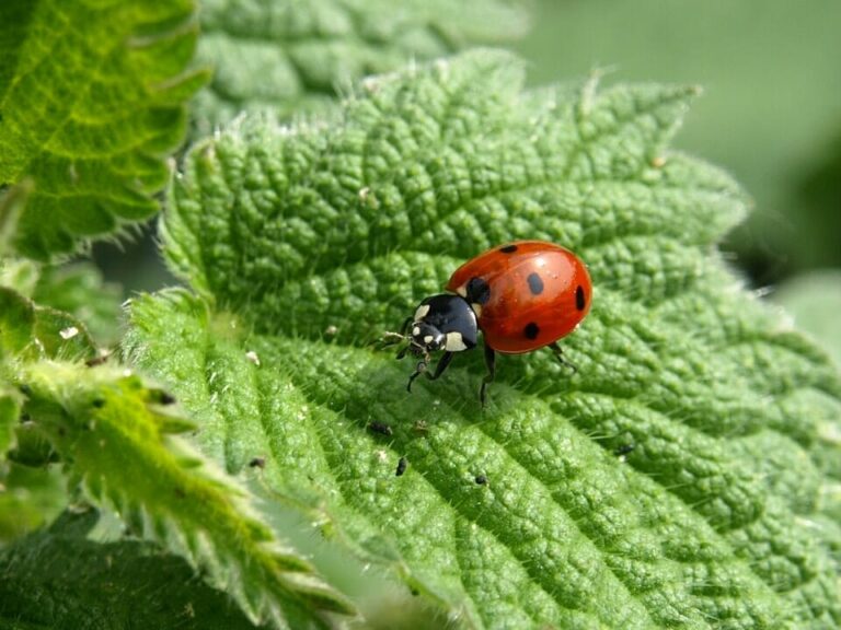 How-to-Get-Rid-of-Aphids-in-a-Greenhouse-blog-ladybug-photo