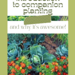 companion planting