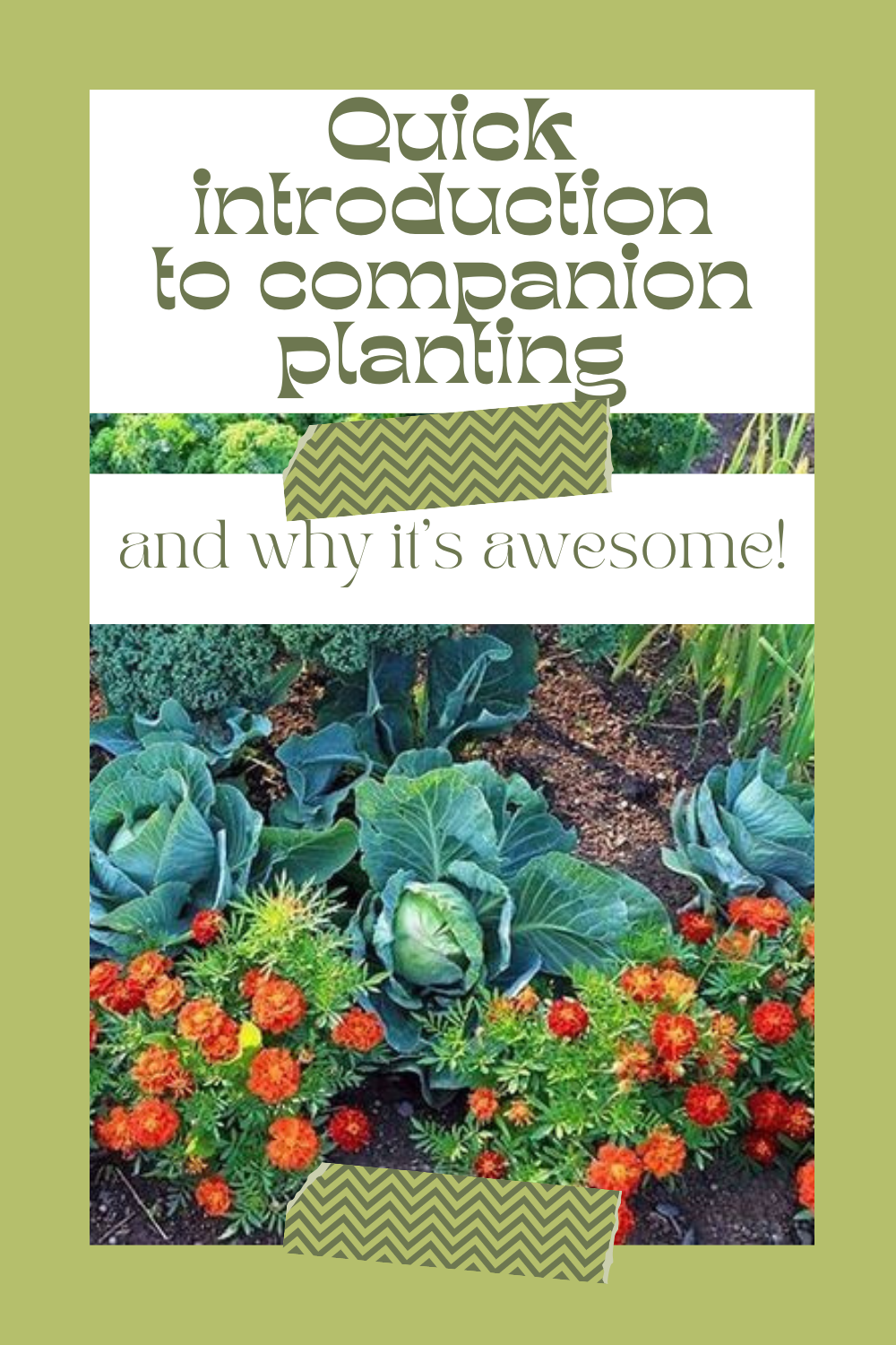 Companion Planting Intro For Your Garden