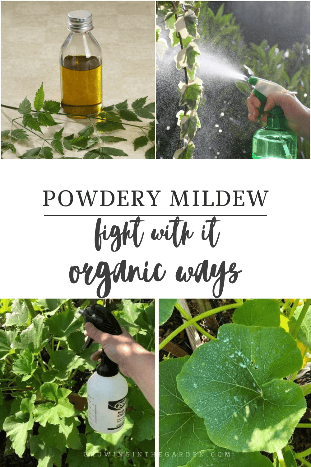 How To Fight Powdery Mildew On Your Plants