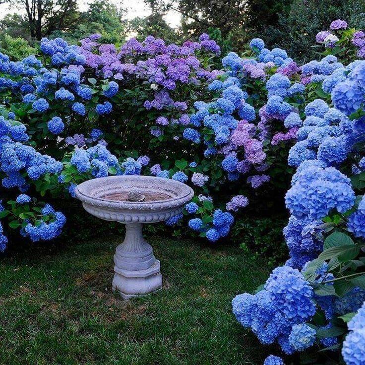 blue hydrangeas in a garden