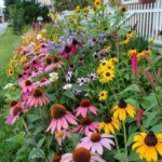 colorful flowers in chaos garden